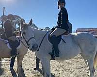 hunter-under-saddle-thoroughbred-horse