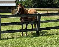 rescue-quarter-horse