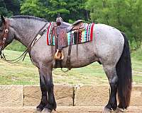 cross-draft-horse