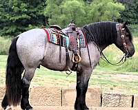 draft-horse