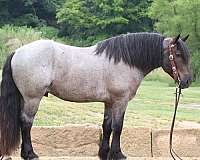 harness-draft-horse