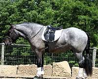 acre-draft-horse