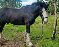 braveheart-clydesdale-horse