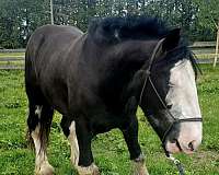 cows-clydesdale-horse