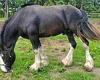 gentle-for-the-family-clydesdale-horse