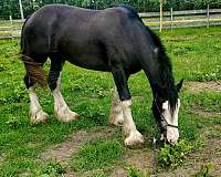lunges-clydesdale-horse