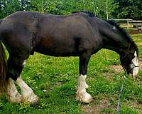 smart-clydesdale-horse