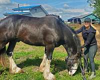 trailers-clydesdale-horse