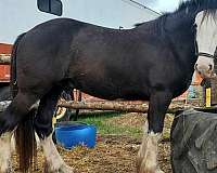 budweiser-stallion