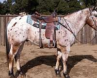 bay-varnish-leopard-appaloosa-horse