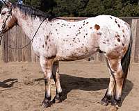 burro-appaloosa-horse