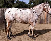 confident-rider-appaloosa-horse