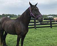 tennessee-walking-horse-for-sale