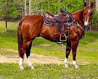dressage-quarter-horse