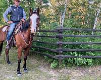 quarter-horse-gelding