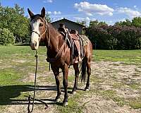 trail-trail-riding-quarter-horse