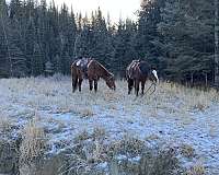 bay-quarter-horse-gelding