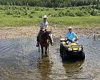 bay-trail-trail-riding-horse