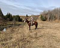 trail-trail-riding-gelding