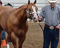 stud-fees-quarter-horse