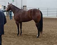 telesecret-filly-quarter-horse