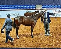 terry-bradshow-bred-quarter-horse