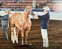 all-around-palomino-horse