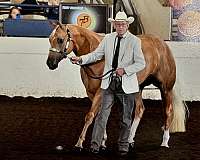 athletic-palomino-horse