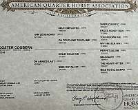 double-registered-palomino-horse