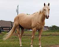 palomino-blaze-horse