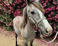 barrel-racing-quarter-horse