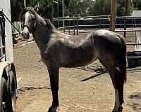 grey-yearling-filly