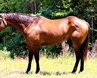buckskin-western-dressag-horse
