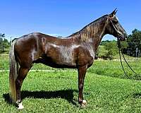 family-rocky-mountain-horse