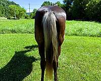 trail-rocky-mountain-horse