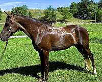 husband-safe-rocky-mountain-horse