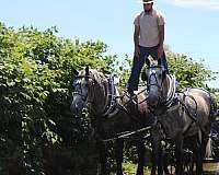 dappled-percheron-horse