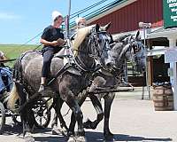 all-around-percheron-horse