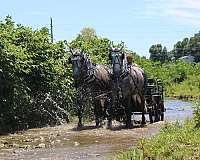 beginner-percheron-horse