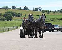 draft-percheron-horse