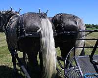 driving-percheron-horse