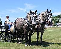 harness-percheron-horse