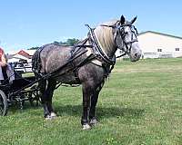 mounted-patrol-percheron-horse