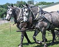 kid-safe-percheron-horse