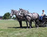 husband-safe-percheron-horse