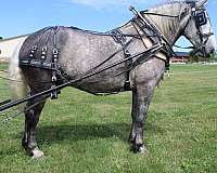 parade-percheron-horse