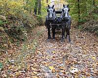 playday-percheron-horse