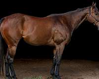 athletic-quarter-horse