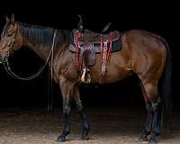 barrel-racing-quarter-horse