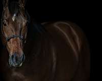 futurity-eligible-quarter-horse